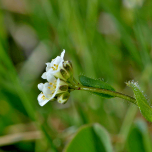 Photographie n°2529220 du taxon Arabis hirsuta (L.) Scop. [1772]