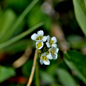 Photographie n°2529221 du taxon Arabis hirsuta (L.) Scop. [1772]