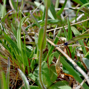 Photographie n°2529225 du taxon Arabis hirsuta (L.) Scop. [1772]