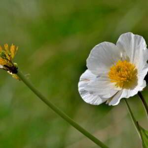 Photographie n°2529232 du taxon Ranunculus amplexicaulis L. [1753]