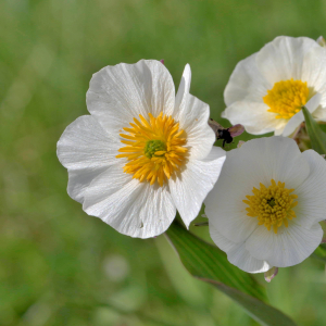 Photographie n°2529233 du taxon Ranunculus amplexicaulis L. [1753]