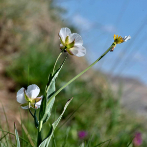 Photographie n°2529235 du taxon Ranunculus amplexicaulis L. [1753]