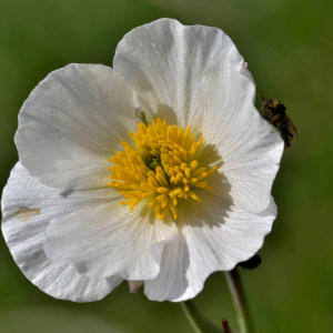 Photographie n°2529236 du taxon Ranunculus amplexicaulis L. [1753]