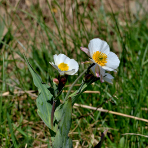 Photographie n°2529237 du taxon Ranunculus amplexicaulis L. [1753]