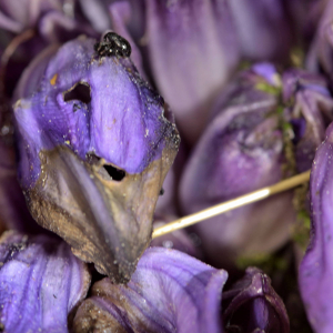 Photographie n°2529249 du taxon Lathraea clandestina L. [1753]