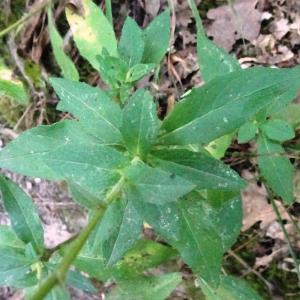 Photographie n°2529259 du taxon Hieracium sabaudum L. [1753]