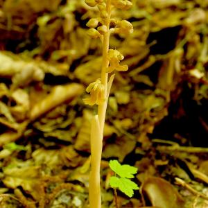 Photographie n°2529262 du taxon Neottia nidus-avis (L.) Rich. [1817]