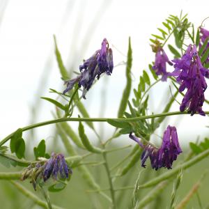 Photographie n°2529266 du taxon Vicia dasycarpa Ten. [1829]