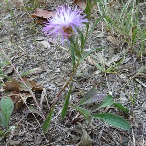 Photographie n°2529315 du taxon Centaurea decipiens Thuill. [1799]