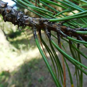 Photographie n°2529326 du taxon Pinus nigra J.F.Arnold [1785]