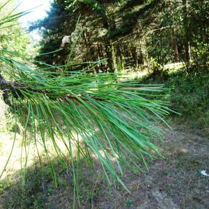 Photographie n°2529329 du taxon Pinus nigra J.F.Arnold [1785]