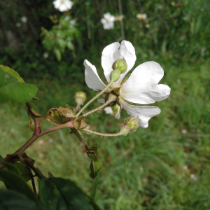 Photographie n°2529351 du taxon Rosa sempervirens L. [1753]