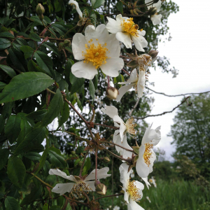 Photographie n°2529375 du taxon Rosa sempervirens L. [1753]