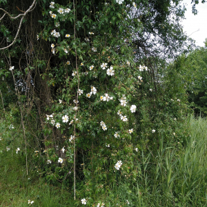 Photographie n°2529382 du taxon Rosa sempervirens L. [1753]