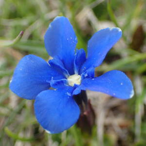 Photographie n°2529388 du taxon Gentiana verna L.