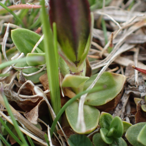 Photographie n°2529390 du taxon Gentiana verna L.