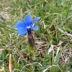 Photographie n°2529391 du taxon Gentiana verna L.