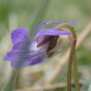 Photographie n°2529396 du taxon Viola riviniana Rchb.