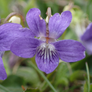 Photographie n°2529397 du taxon Viola riviniana Rchb.