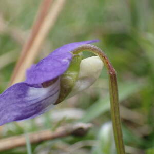 Photographie n°2529398 du taxon Viola riviniana Rchb.