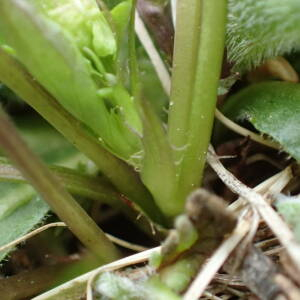 Photographie n°2529399 du taxon Viola riviniana Rchb.