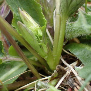 Photographie n°2529400 du taxon Viola riviniana Rchb.
