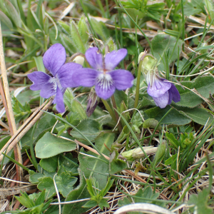 Photographie n°2529401 du taxon Viola riviniana Rchb.