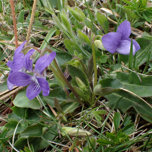 Photographie n°2529402 du taxon Viola riviniana Rchb.