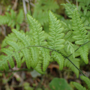 Photographie n°2529412 du taxon Gymnocarpium robertianum (Hoffm.) Newman