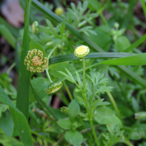 Photographie n°2529427 du taxon Cotula australis (Sieber ex Spreng.) Hook.f.