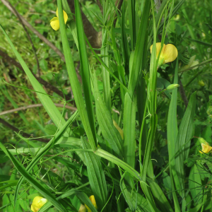 Photographie n°2529439 du taxon Lathyrus annuus L.