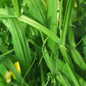 Photographie n°2529440 du taxon Lathyrus annuus L.