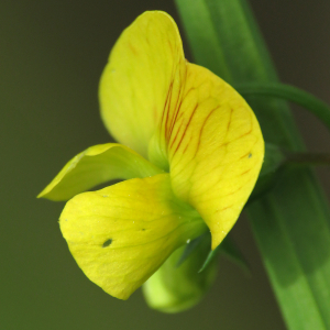 Photographie n°2529441 du taxon Lathyrus annuus L.