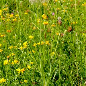 Photographie n°2529452 du taxon Tragopogon pratensis L. [1753]