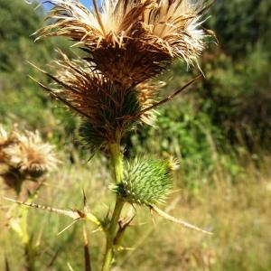  - Cirsium ferox (L.) DC. [1805]