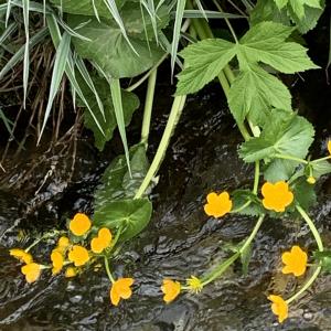 Photographie n°2529509 du taxon Caltha palustris L. [1753]