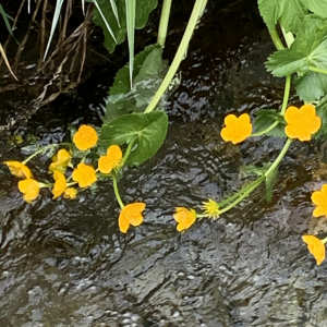 Photographie n°2529510 du taxon Caltha palustris L. [1753]