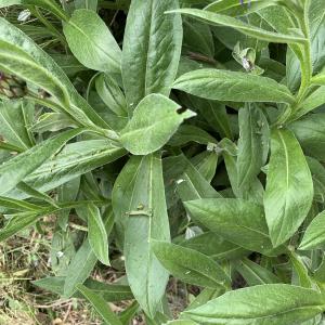 Photographie n°2529519 du taxon Centaurea montana L. [1753]