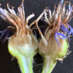 Photographie n°2529520 du taxon Centaurea montana L. [1753]