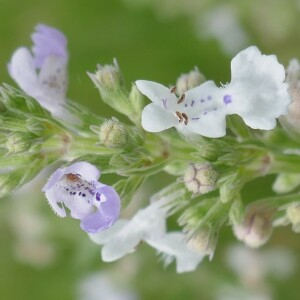 Photographie n°2529533 du taxon Nepeta nuda L. [1753]