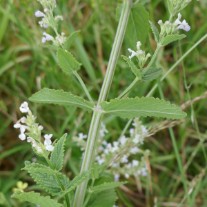 Photographie n°2529538 du taxon Nepeta nuda L. [1753]