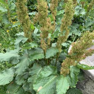 Photographie n°2529551 du taxon Rumex alpinus L. [1759]