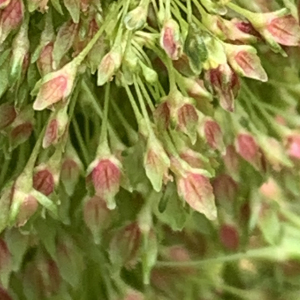 Photographie n°2529552 du taxon Rumex alpinus L. [1759]