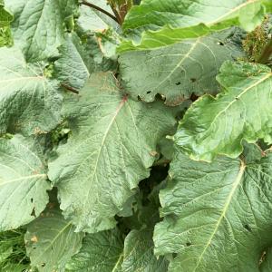 Photographie n°2529553 du taxon Rumex alpinus L. [1759]