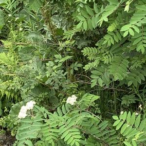 Photographie n°2529558 du taxon Sorbus aucuparia L. [1753]