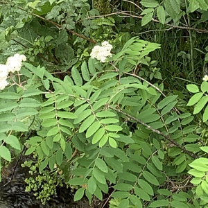 Photographie n°2529559 du taxon Sorbus aucuparia L. [1753]