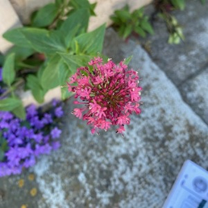 Photographie n°2529587 du taxon Centranthus ruber (L.) DC.