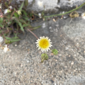 Photographie n°2529590 du taxon Sonchus oleraceus L.