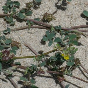 Photographie n°2529599 du taxon Medicago littoralis Rohde ex Loisel. [1810]