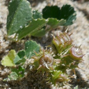 Photographie n°2529602 du taxon Medicago littoralis Rohde ex Loisel. [1810]